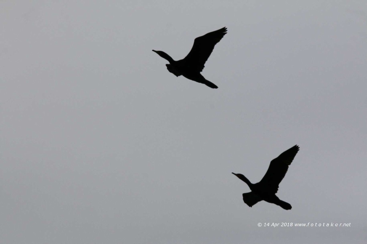 Double-crested Cormorant - fototaker Tony