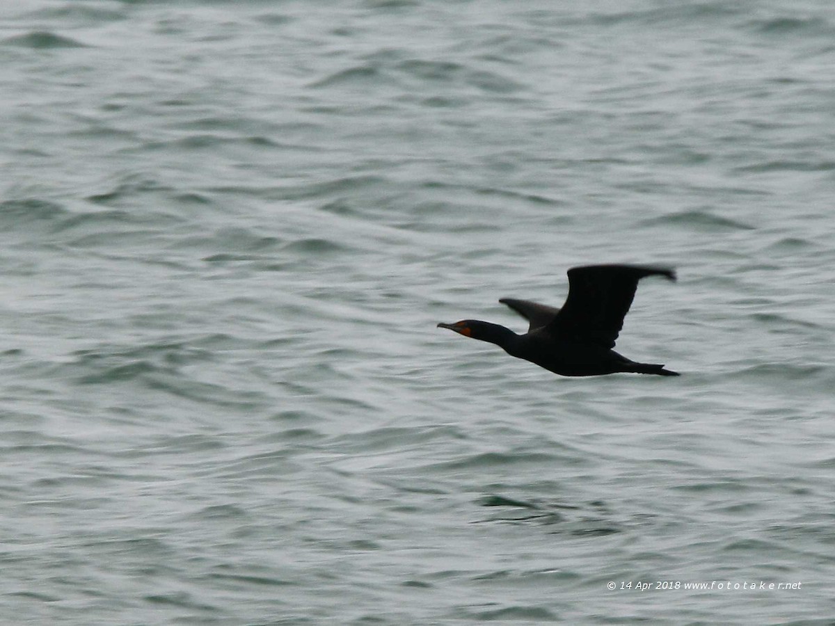 Double-crested Cormorant - fototaker Tony