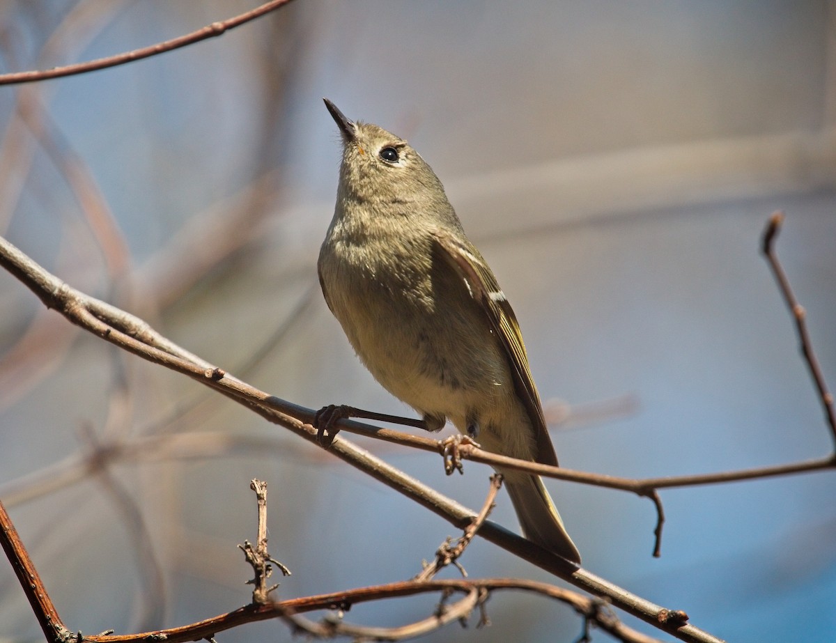 Ruby-crowned Kinglet - ML94518771