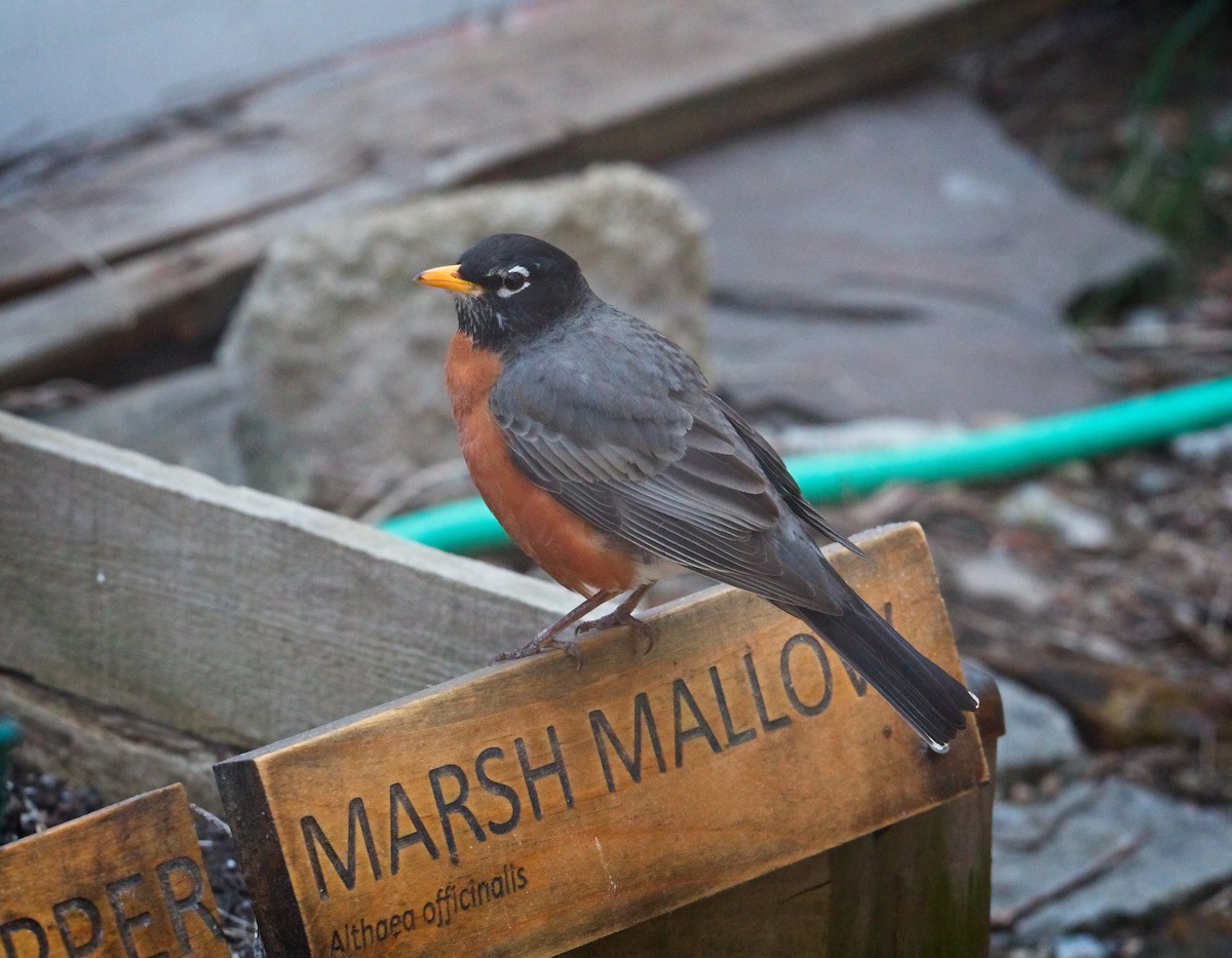 American Robin - Laura Goggin