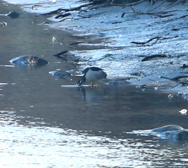 Black-crowned Night Heron - ML94519991