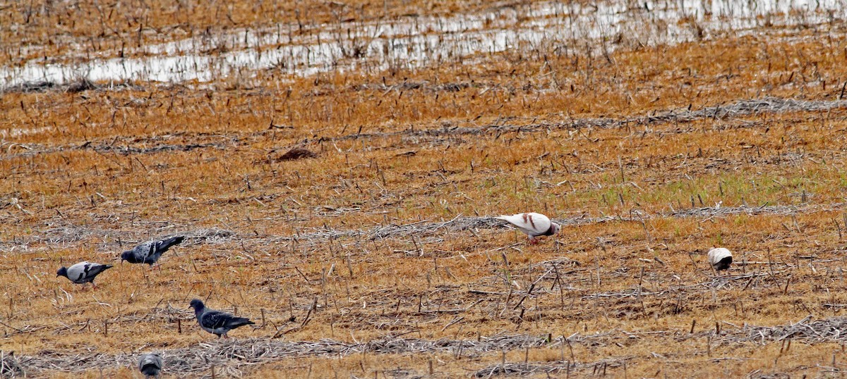 Rock Pigeon (Feral Pigeon) - ML94522751