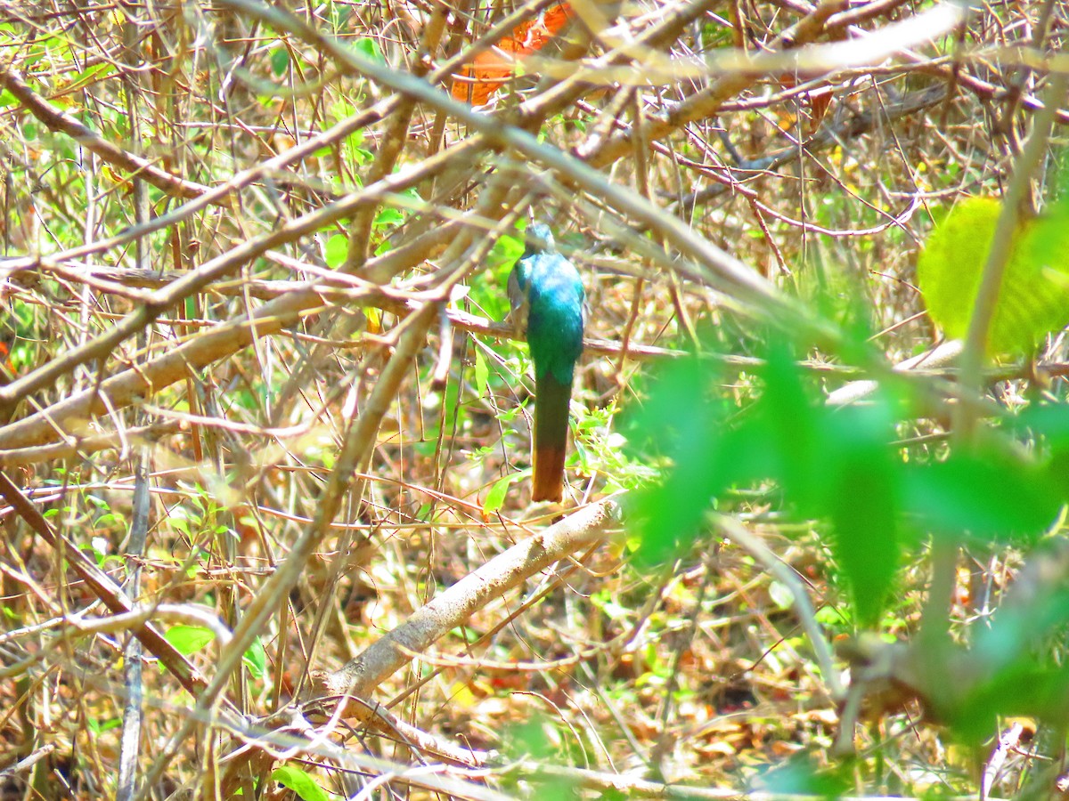 Elegant Trogon - Club de Observacion de Aves Tanunas