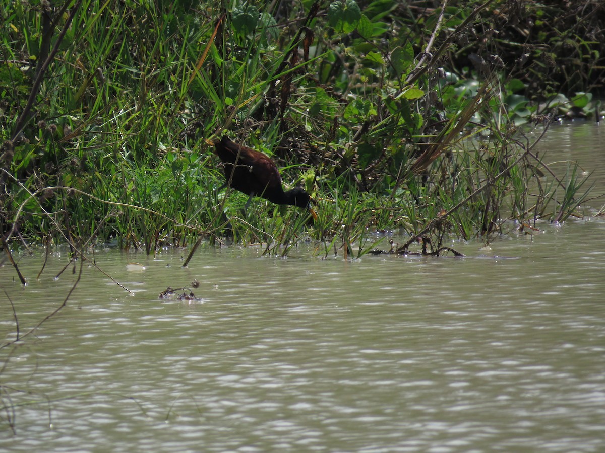 Northern Jacana - ML94525961