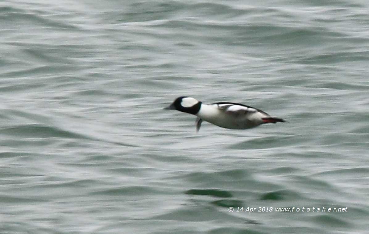 Bufflehead - fototaker Tony