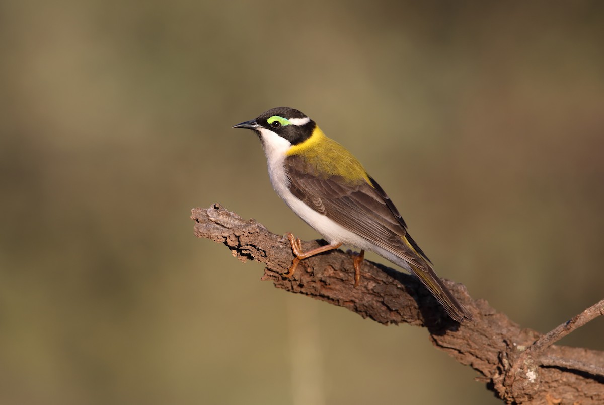 Black-chinned Honeyeater (Golden-backed) - Marc Gardner