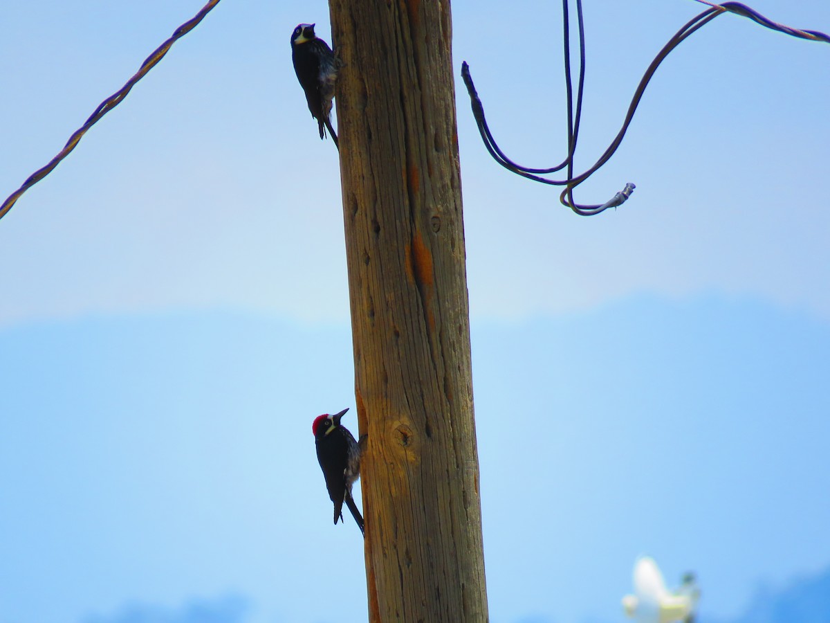 Acorn Woodpecker - ML94526171