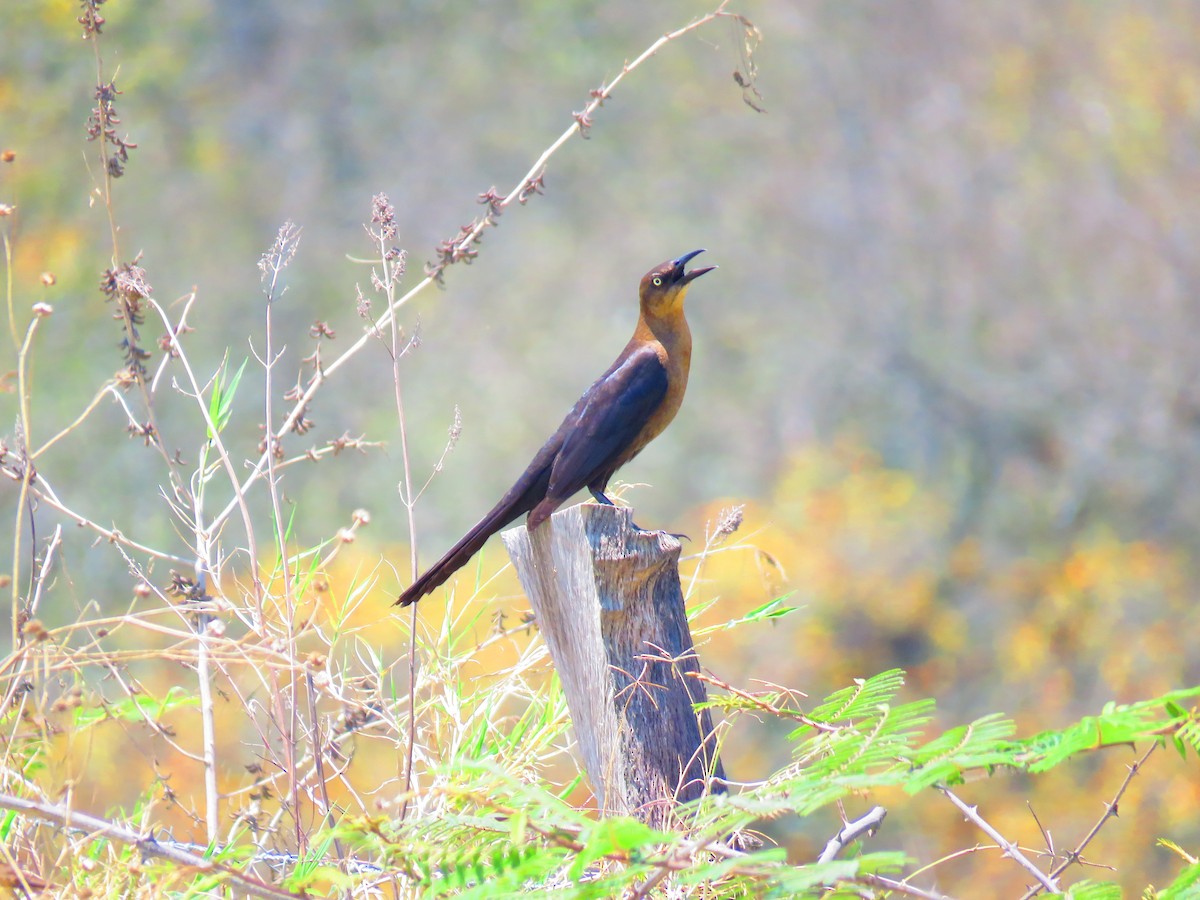 Great-tailed Grackle - ML94526241