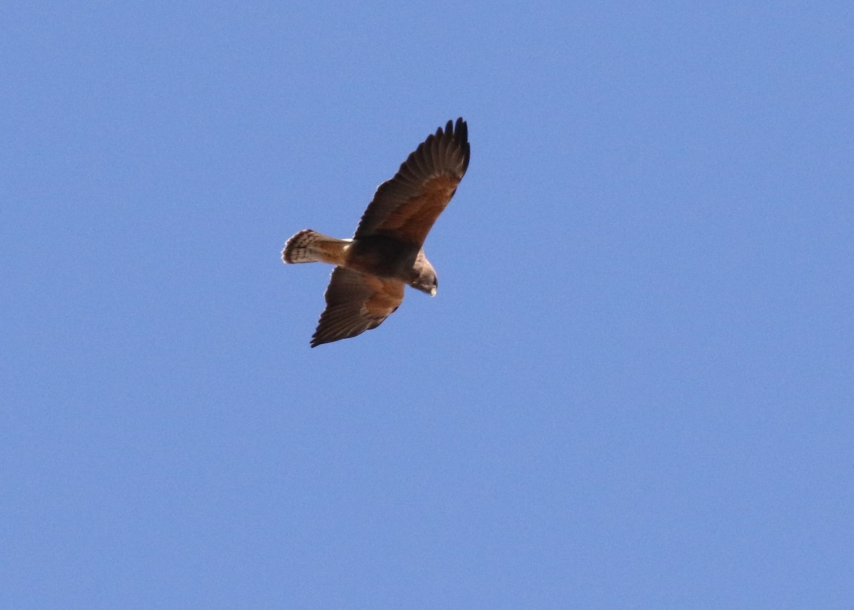 Swainson's Hawk - ML94526431