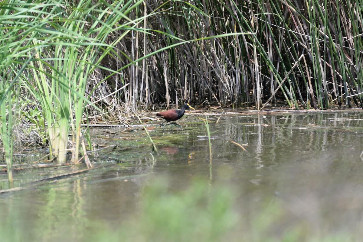 Jacana du Mexique - ML94526501