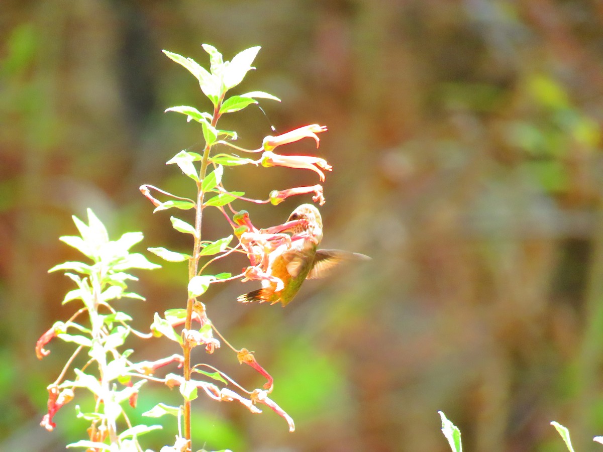 Sparkling-tailed Hummingbird - ML94526601