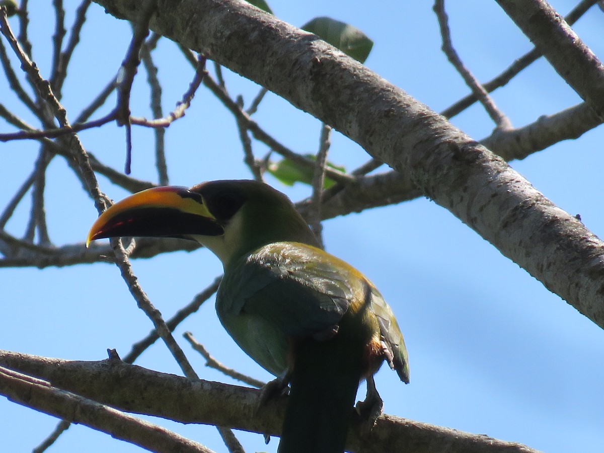 Northern Emerald-Toucanet - ML94526711