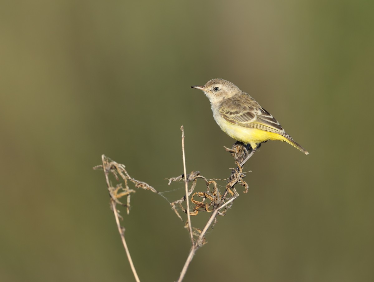 Yellow Chat - ML94527121