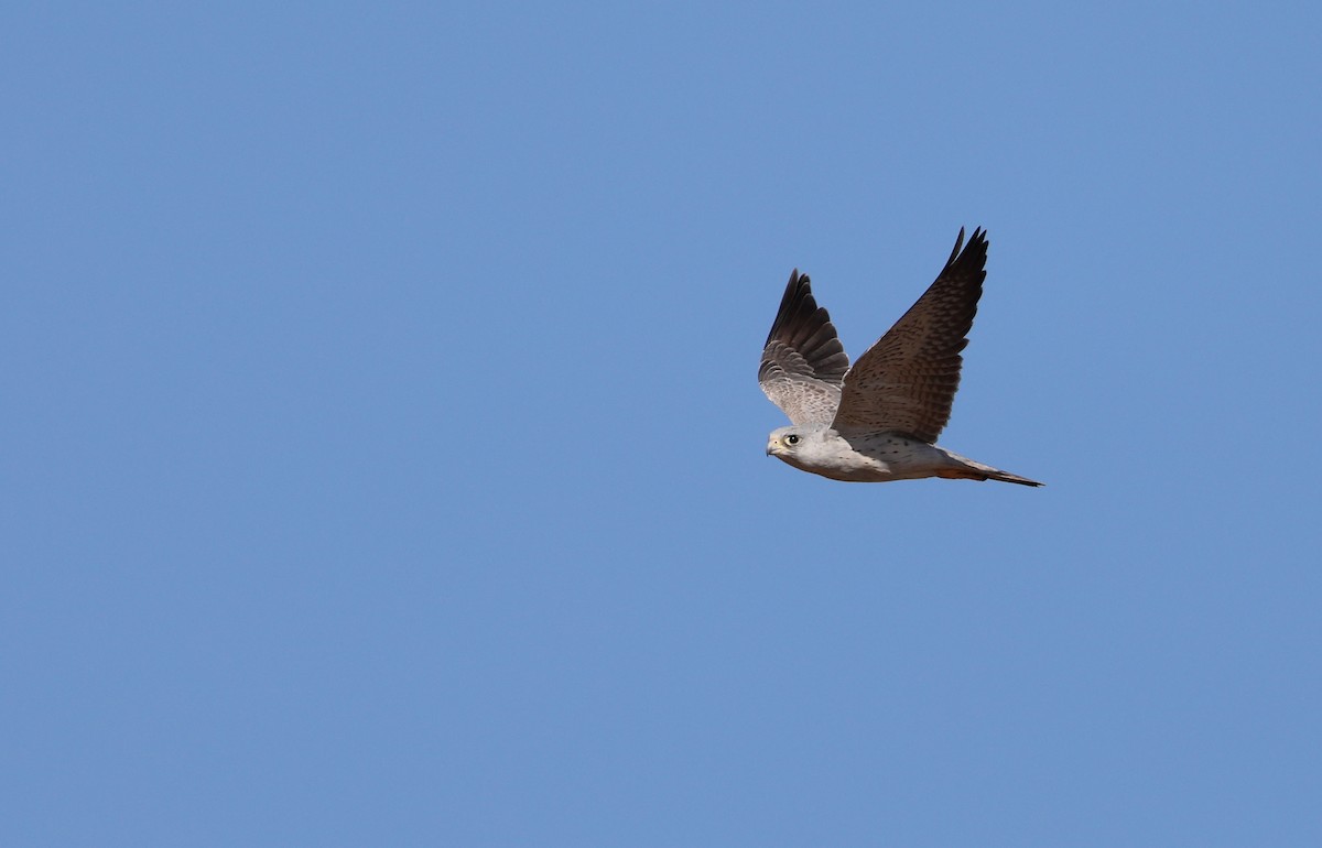 Gray Falcon - ML94527191