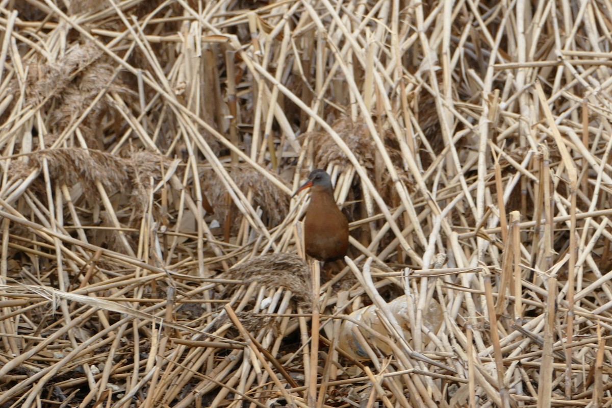 Пастушок віргінський - ML94528051