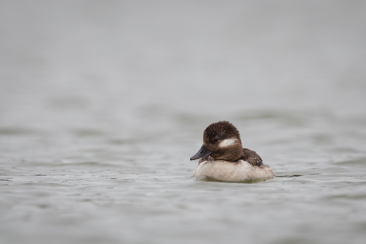 Bufflehead - Ryan Sanderson