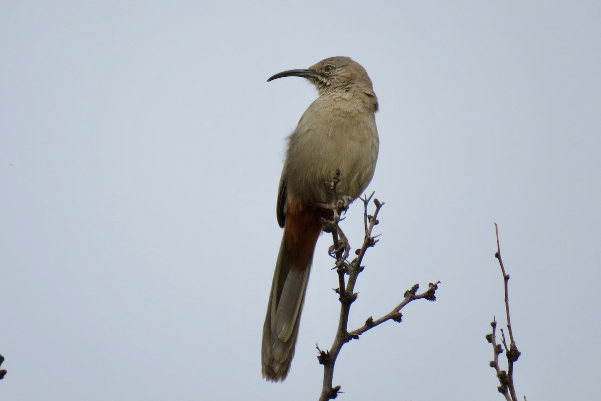 Crissal Thrasher - ML94529391