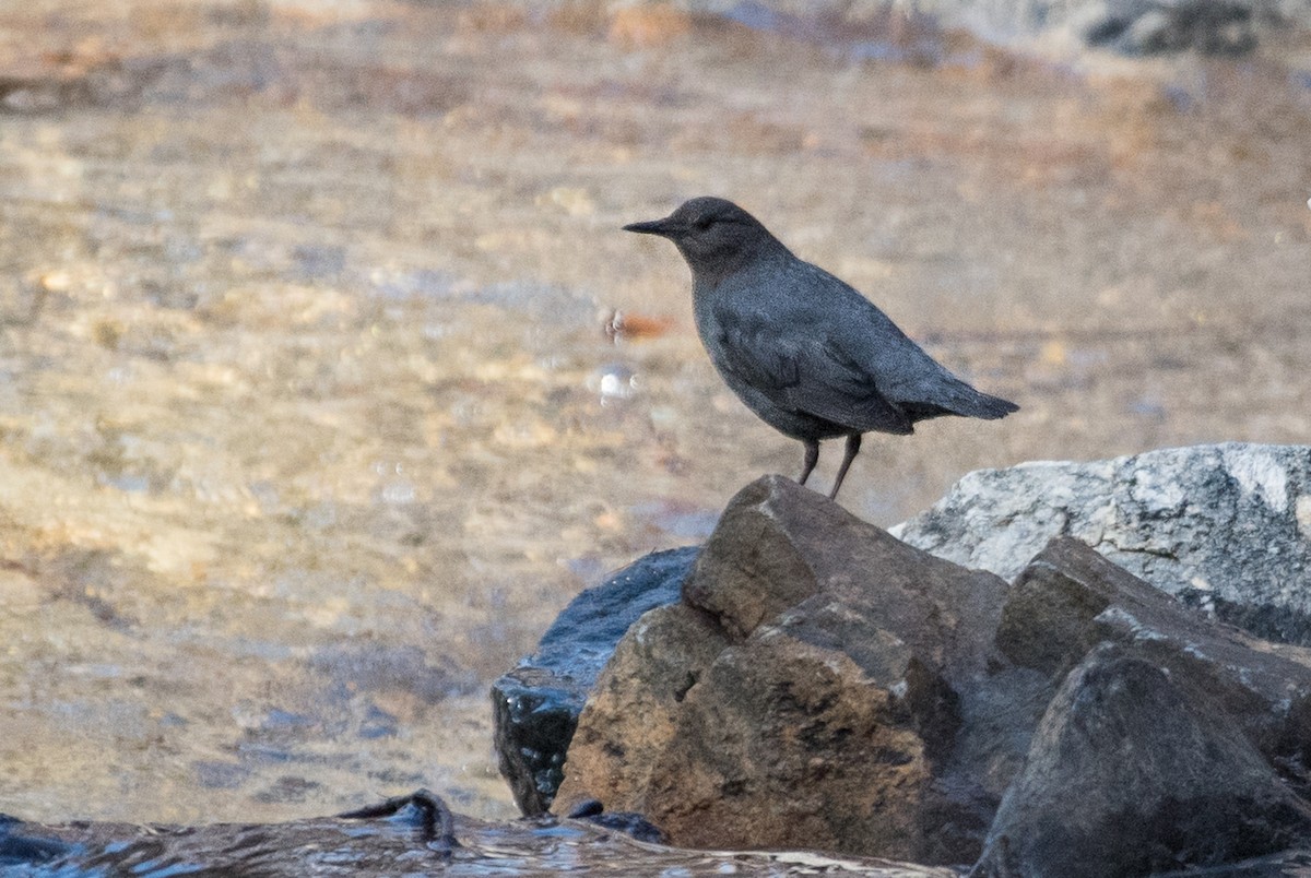 American Dipper - ML94529701