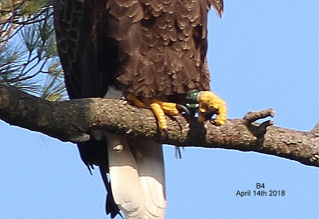 Bald Eagle - Rocky Rhoads