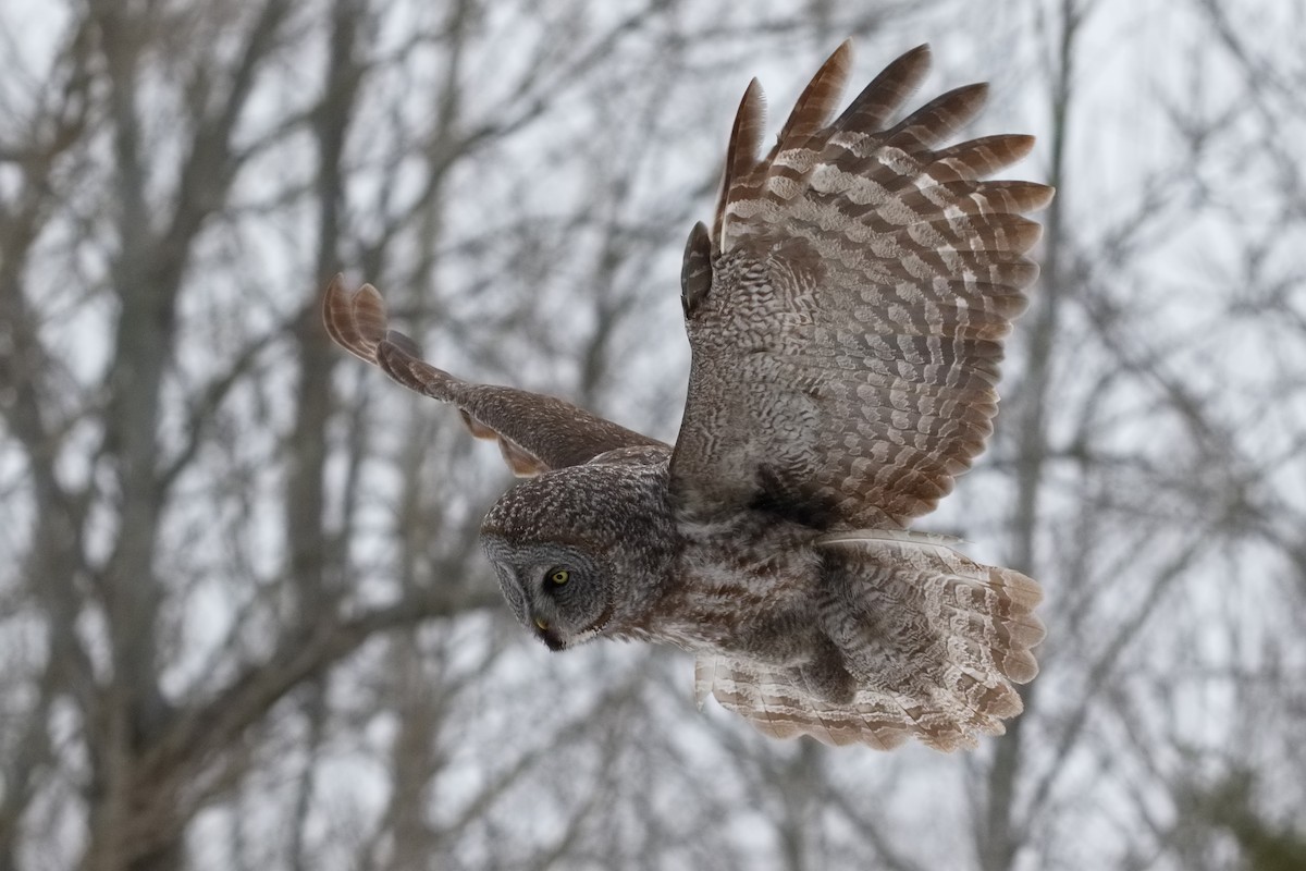 Great Gray Owl - Steve Kolbe