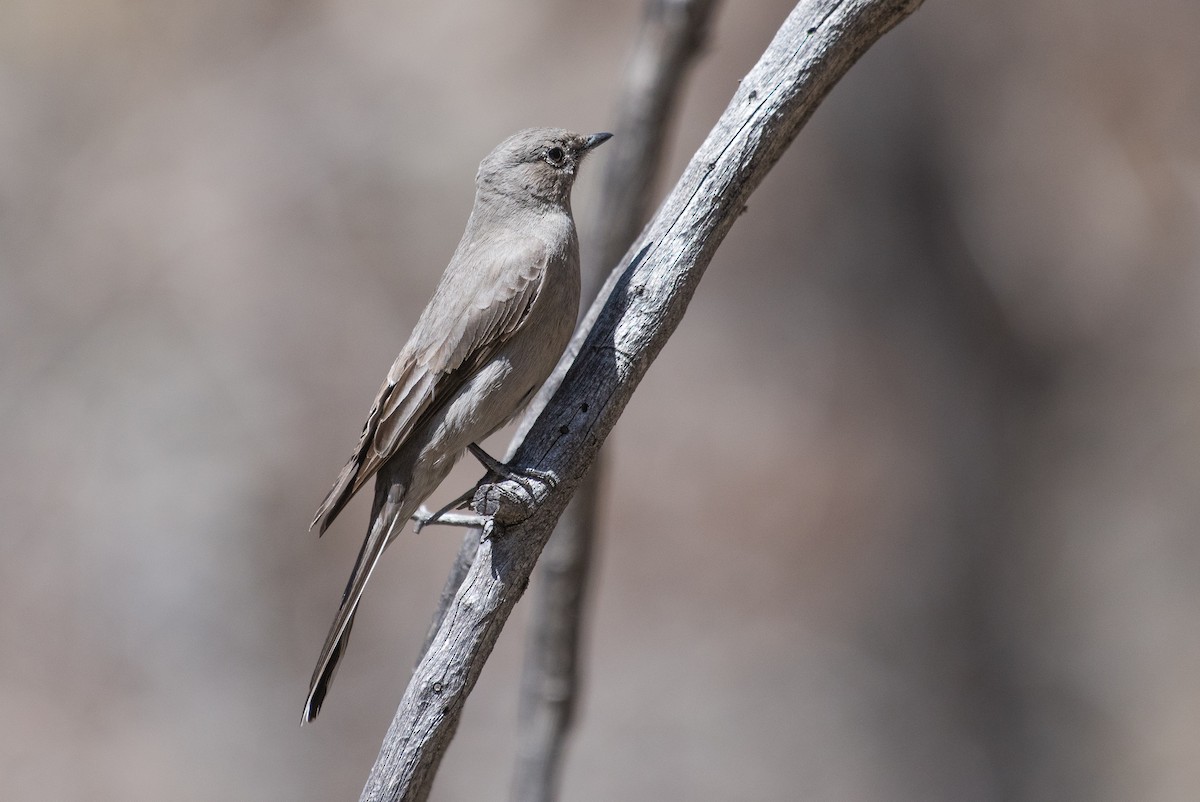 Townsend's Solitaire - ML94530521