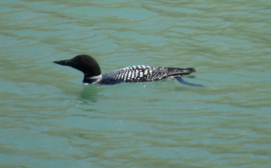 Common Loon - ML94530561