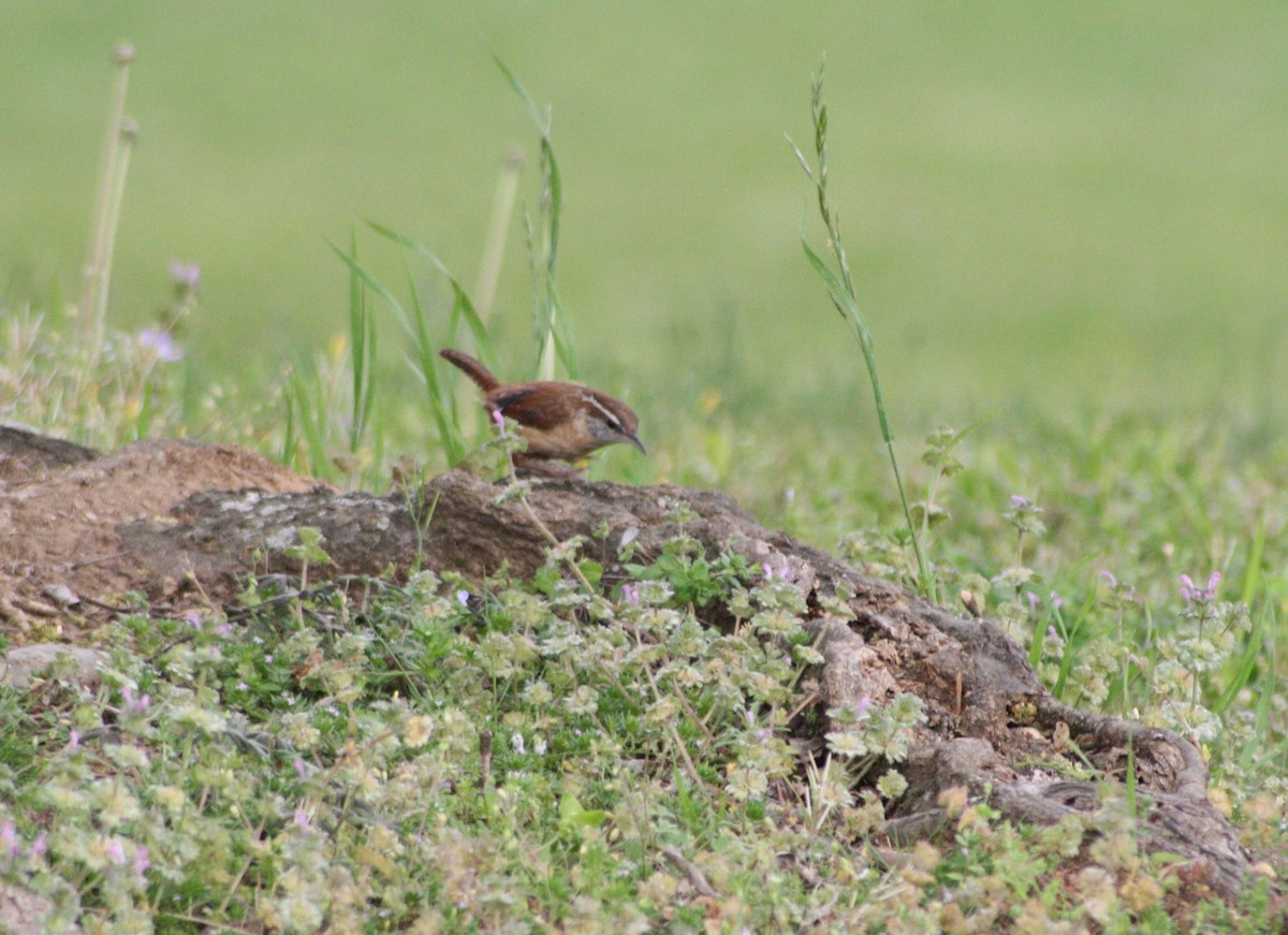 Carolina Wren - ML94531981