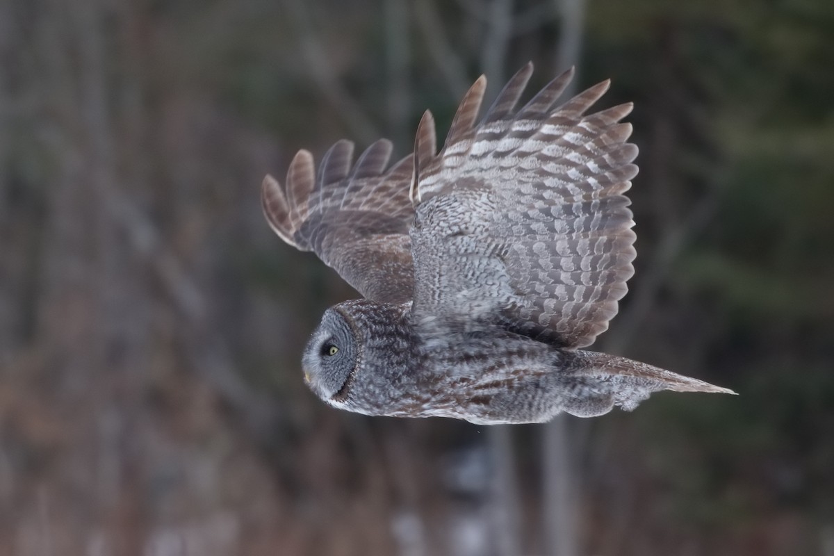 Great Gray Owl - Steve Kolbe