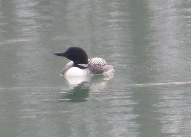 Common Loon - ML94532651