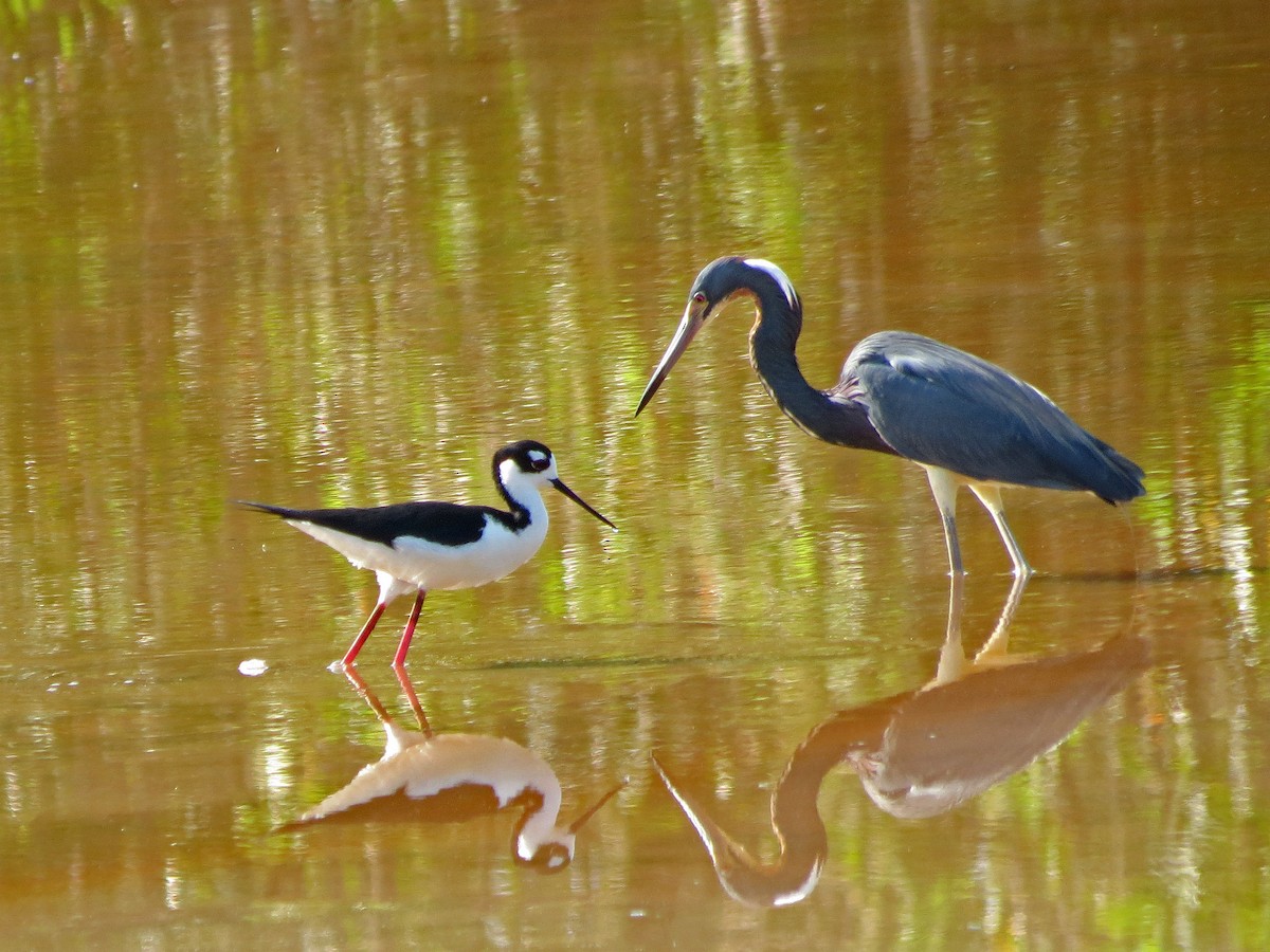 Black-necked Stilt (Black-necked) - ML94533611