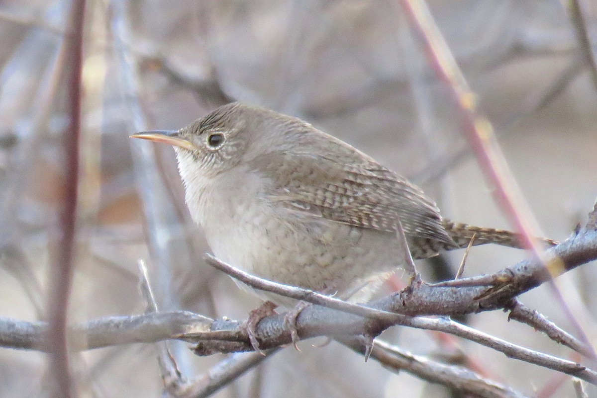 Northern House Wren - ML94538871