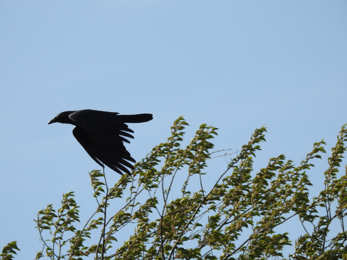 Fish Crow - ML94539701