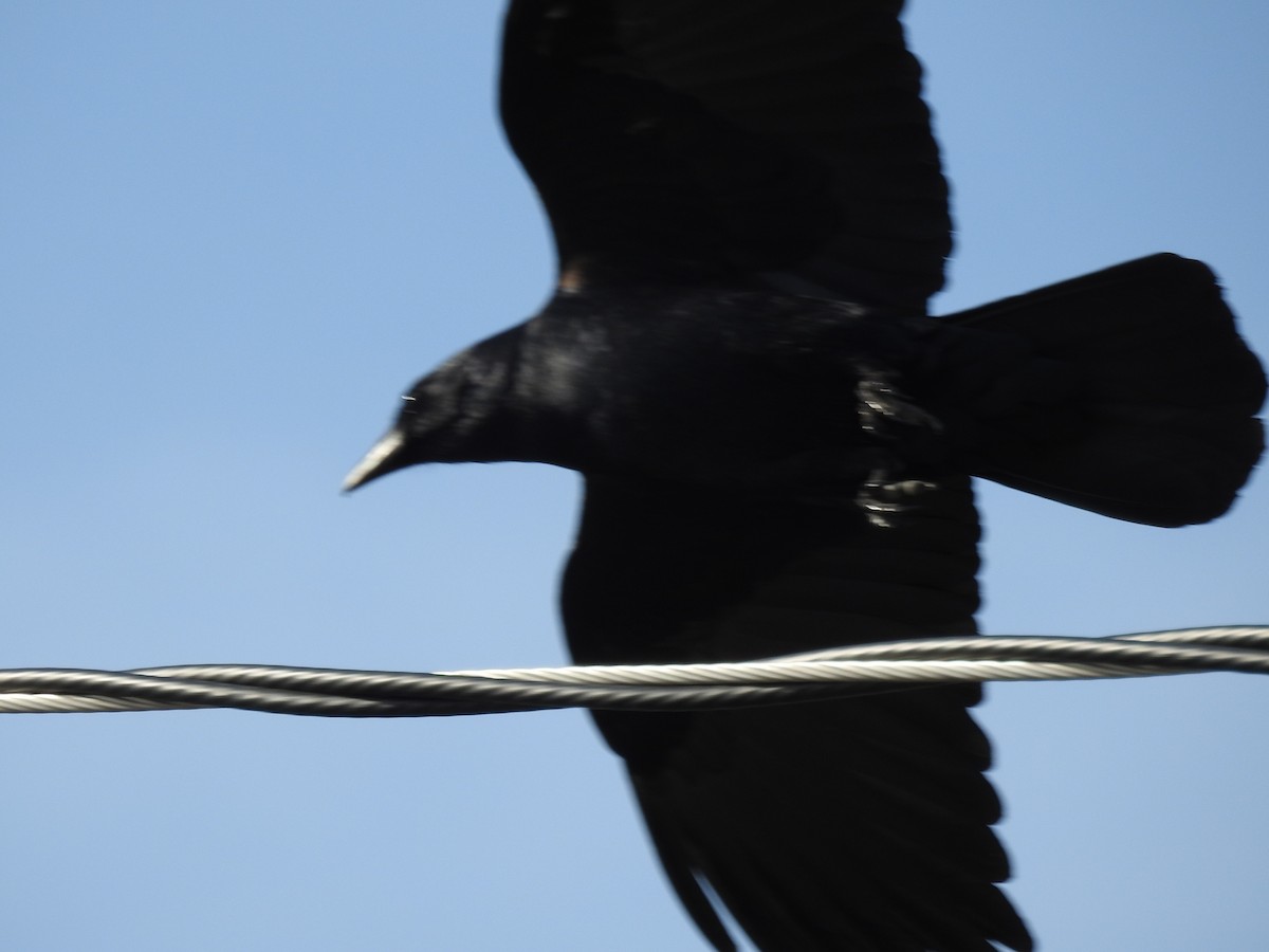 Fish Crow - ML94539711