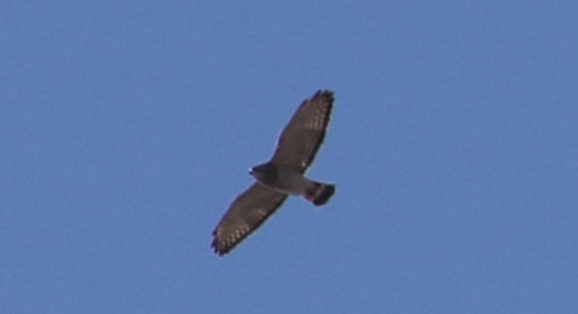 Broad-winged Hawk - ML94539771