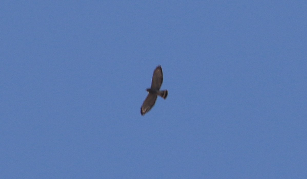 Broad-winged Hawk - ML94539781
