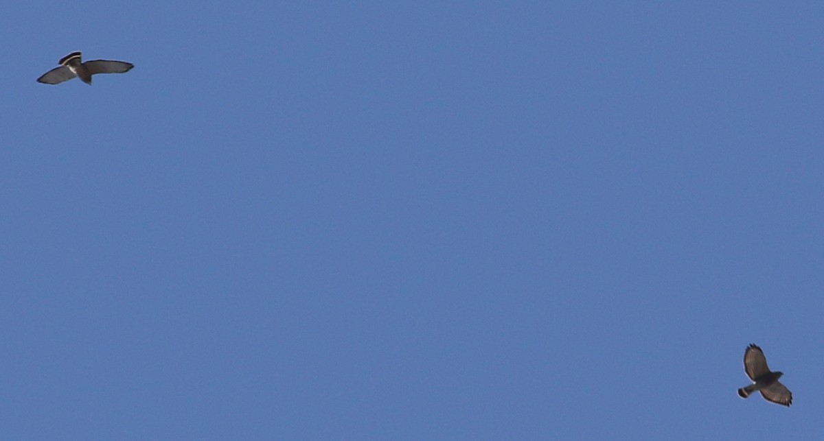 Broad-winged Hawk - ML94539791