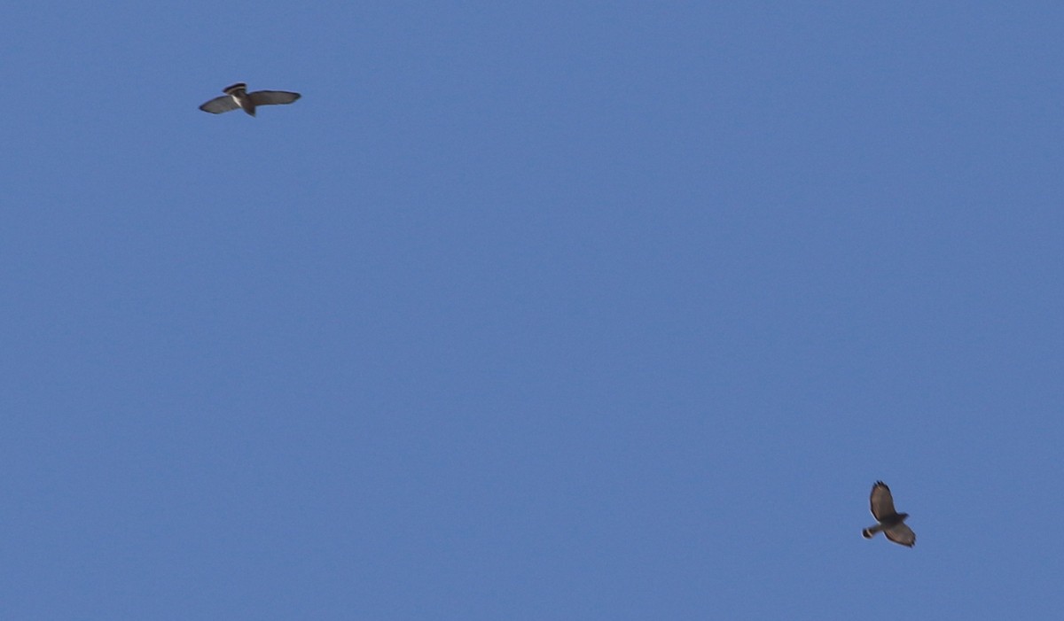 Broad-winged Hawk - ML94539801