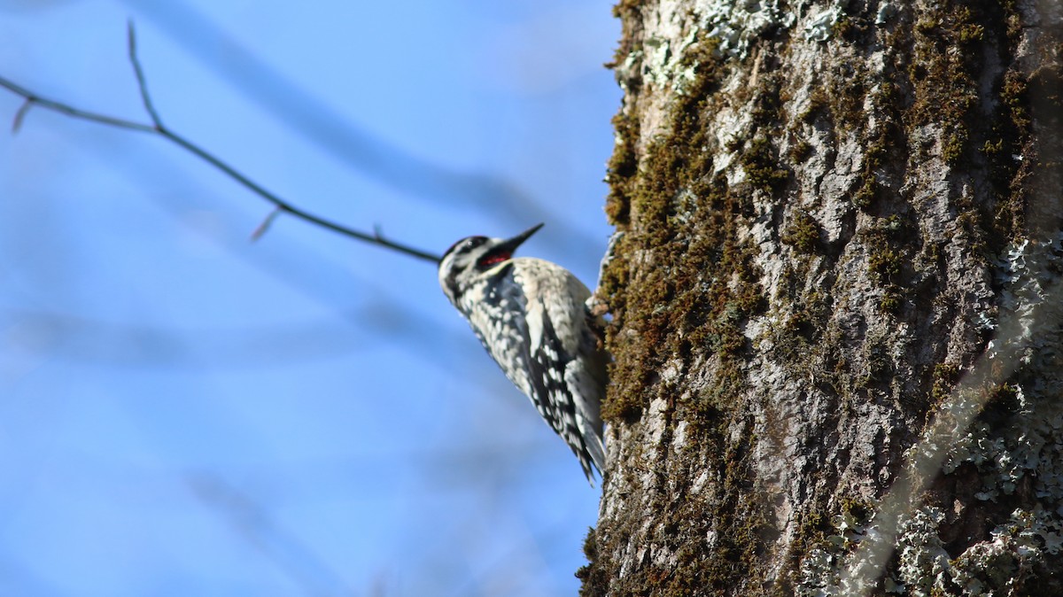 Yellow-bellied Sapsucker - ML94540011