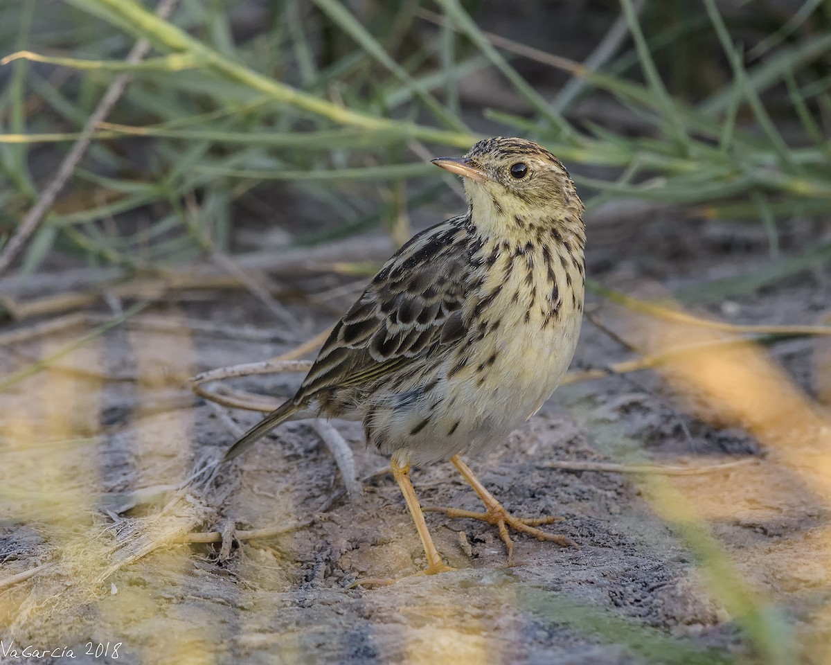 Peruvian Pipit - ML94540991