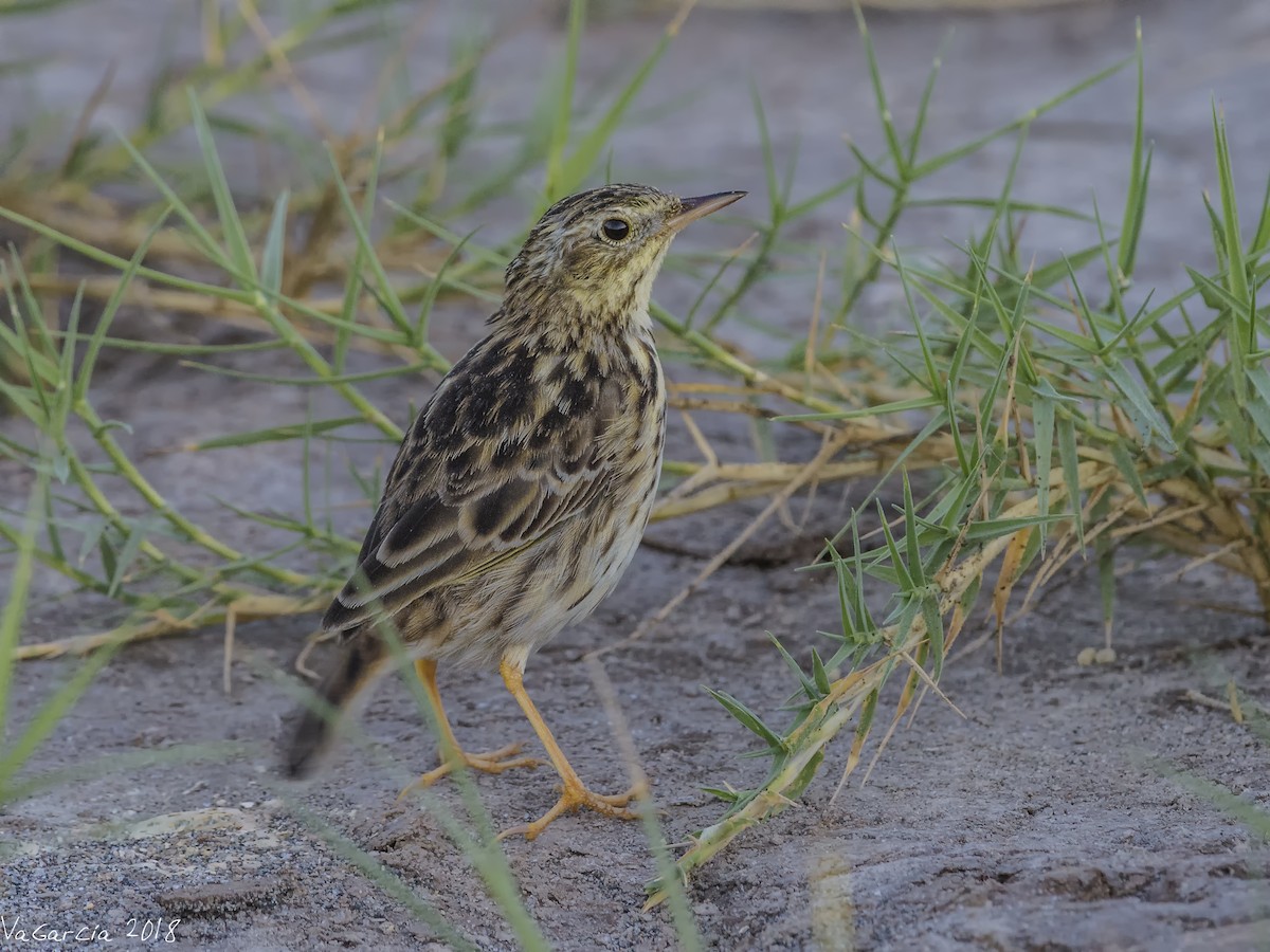 Peruvian Pipit - ML94541071