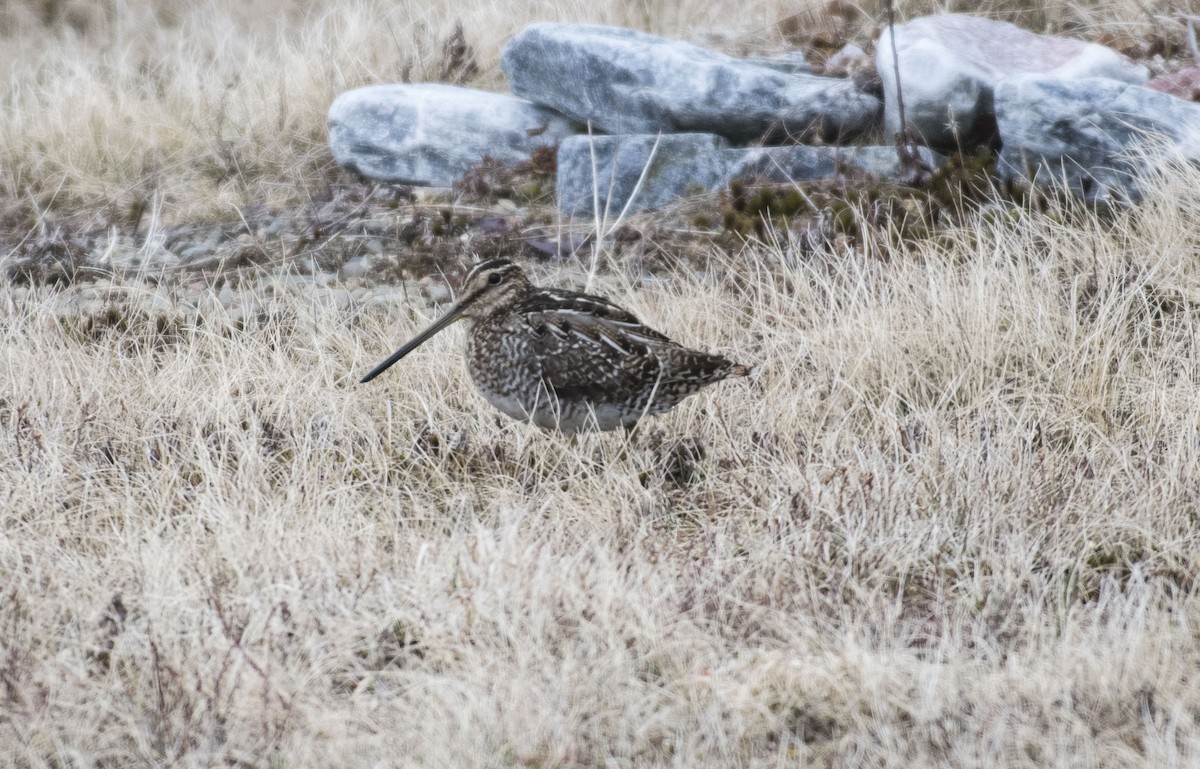 Wilson's Snipe - ML94542391