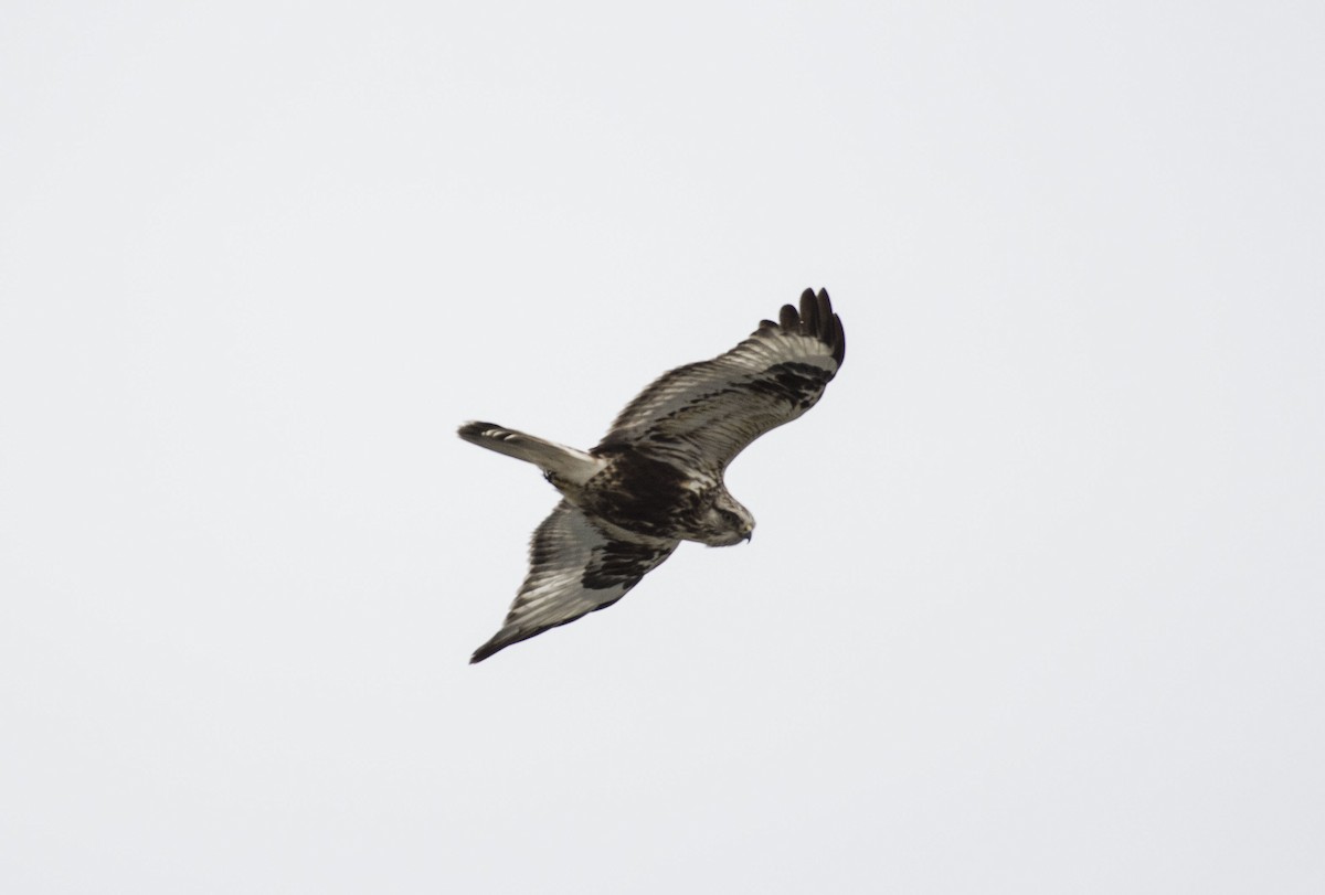 Rough-legged Hawk - ML94542641