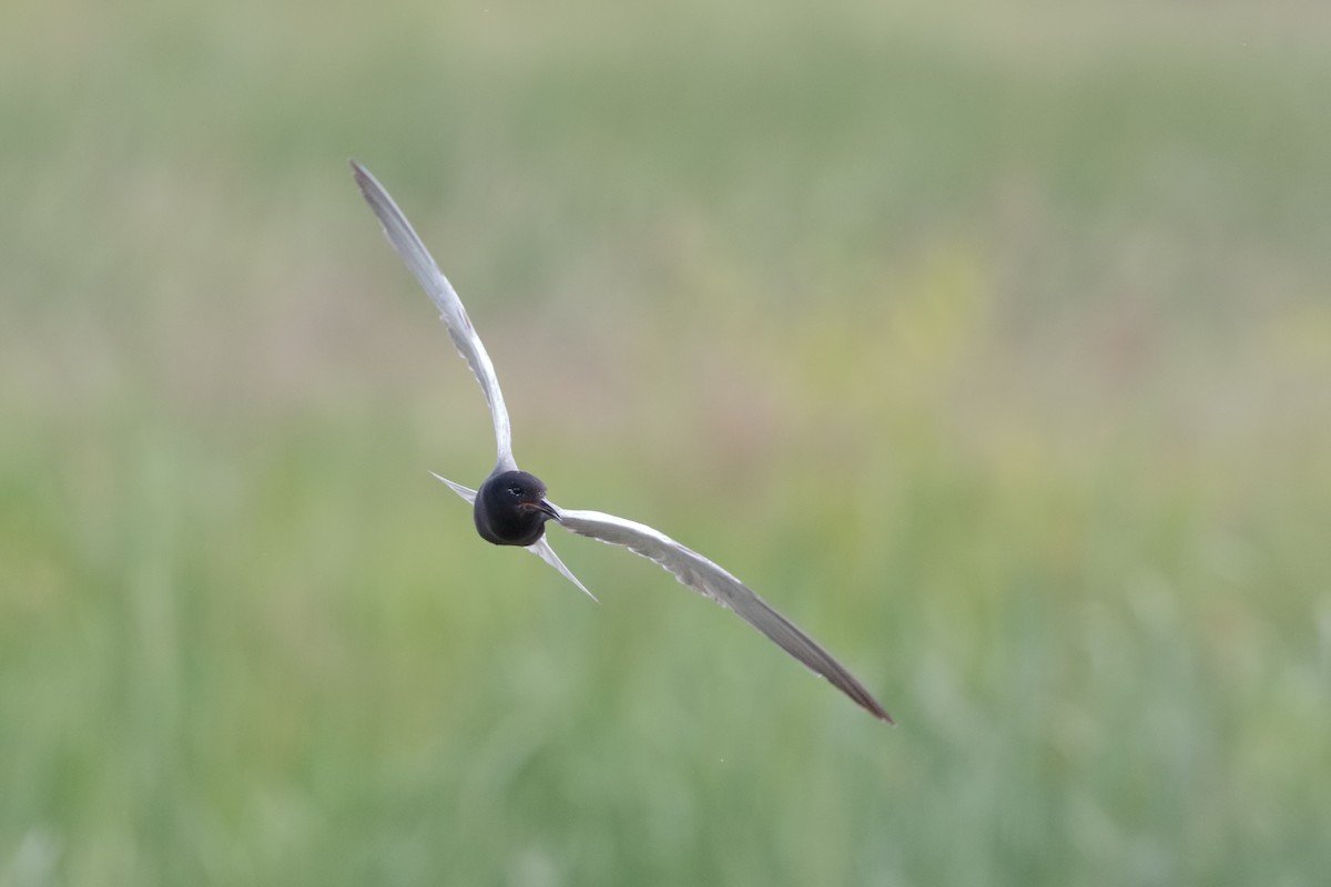 Black Tern - ML94543891