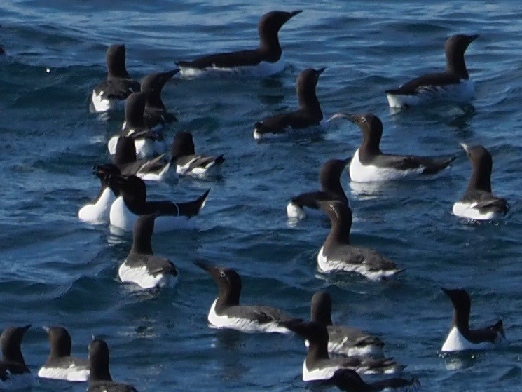 Common Murre - ML94544171