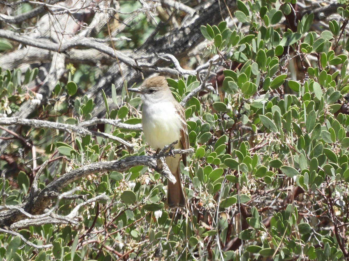 Ash-throated Flycatcher - ML94544491