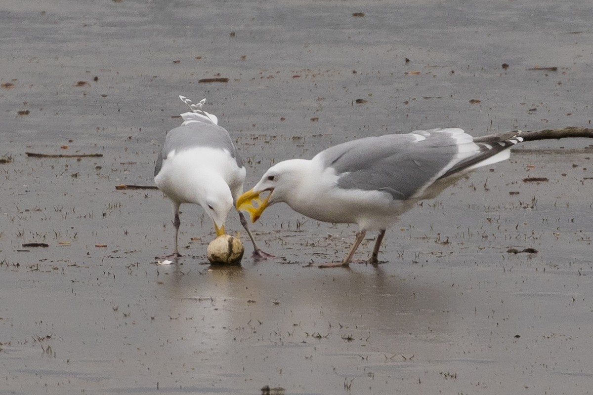 Glaucous-winged Gull - ML94545211