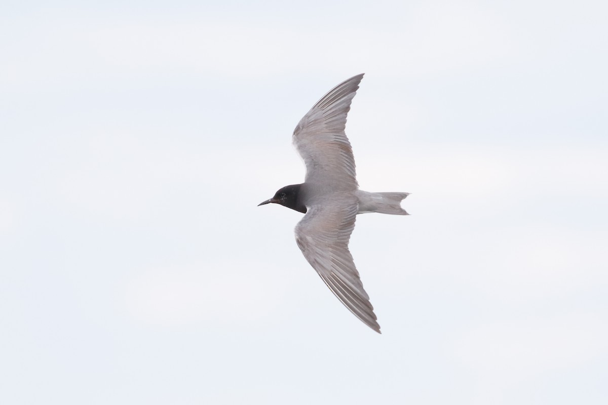 Black Tern - ML94545401