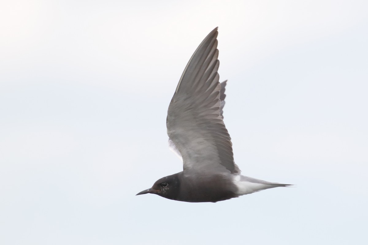 Black Tern - ML94546091