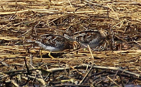 Wilson's Snipe - kevin dougherty