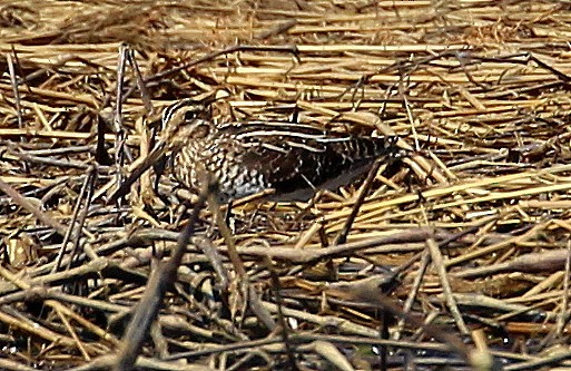 Wilson's Snipe - kevin dougherty